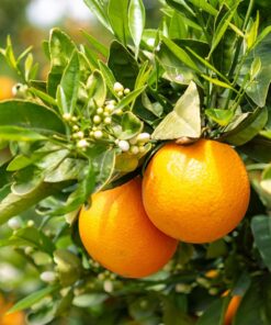 jugo de naranja semillas de naranja decoración sala estar jugo naranjas balcón resistente Semillas lugares soleados columnares resistentes en 220semillas