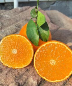 jugo de naranja semillas de naranja orgánicas jugo naranjas resistentes en macetas columnares decoraciones jardín exteriores 15semillas